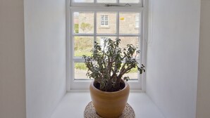 Una planta en maceta sobre un alféizar, en una habitación con vistas a un edificio.