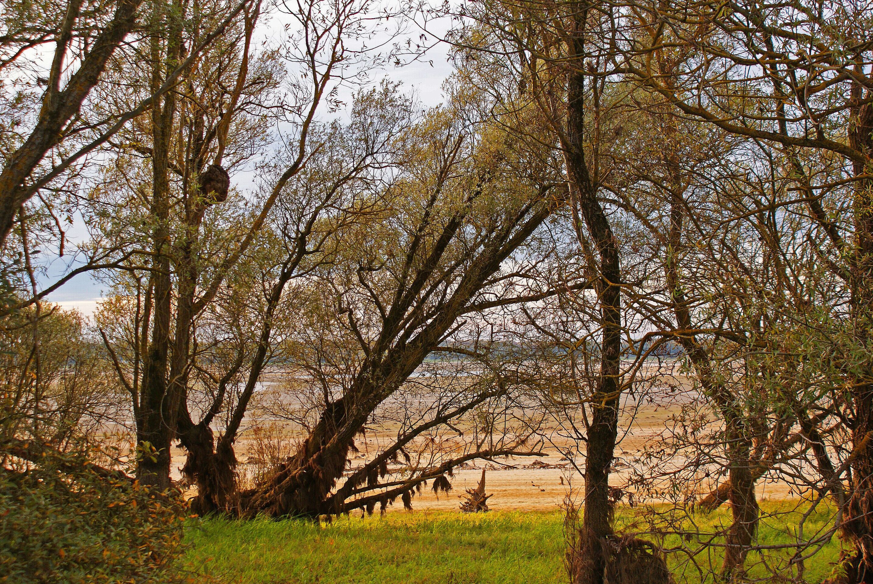 Un paisaje natural con árboles y un tronco caído al frente.