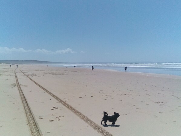 Uma praia com céu claro, um cão a passear na areia e pessoas ao longe.