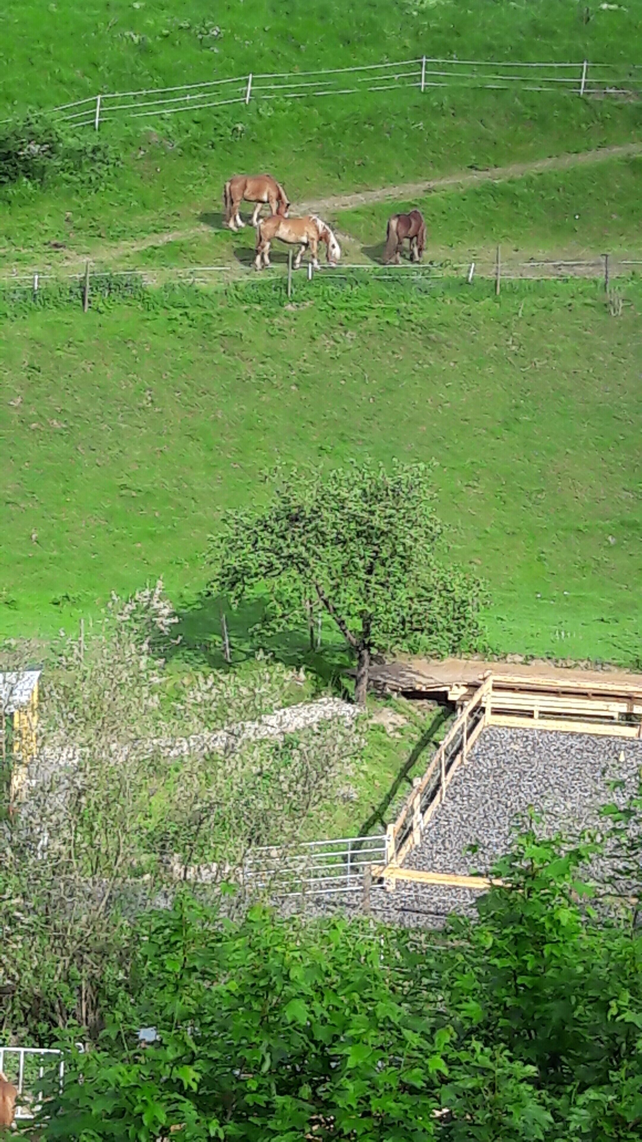 A rural landscape with horses grazing, a wooden structure, and a tree.