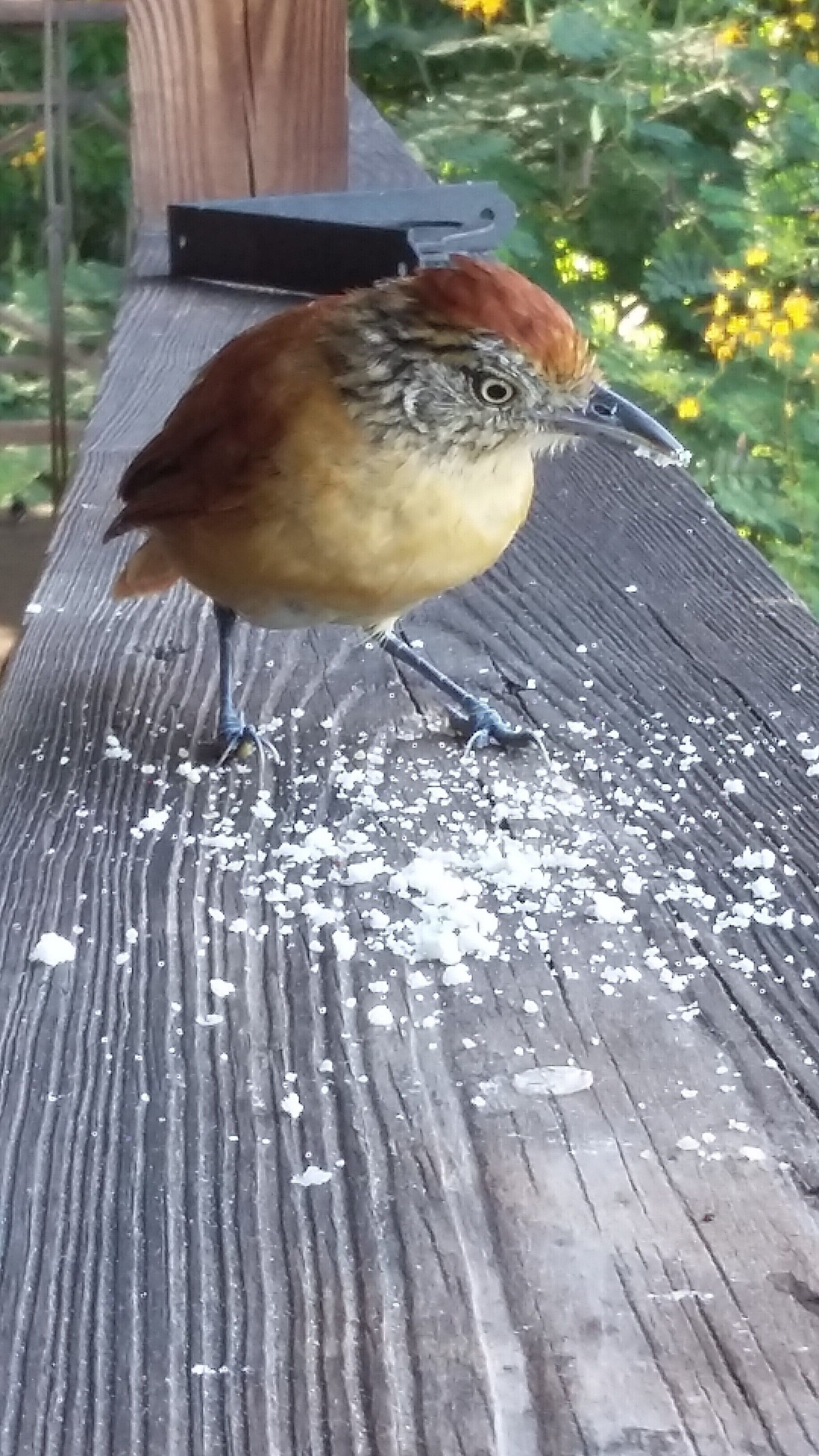 A bird on a wooden surface with scattered seeds.