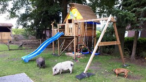 A wooden play structure with a slide and swings, surrounded by grass and trees. - Holiday in the Elbe Weser triangle on a Resthof near the North Sea (Hipstedt)