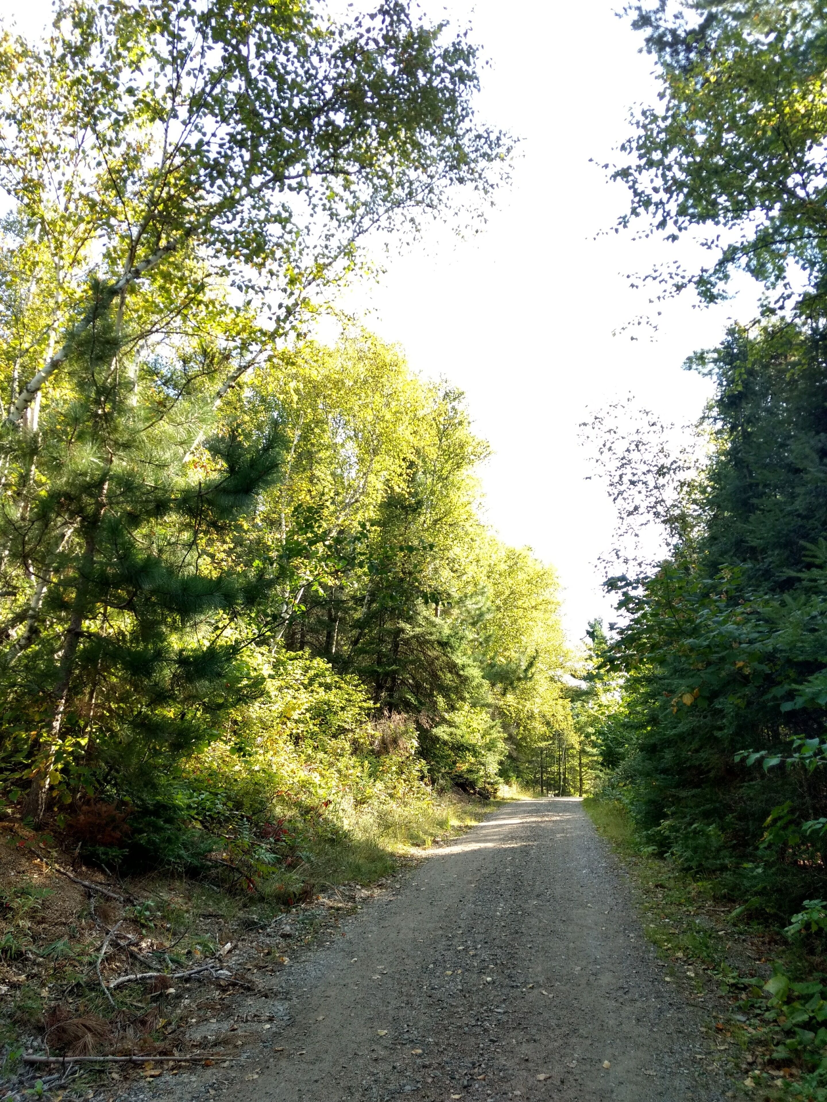 A gravel path surrounded by dense green foliage.
