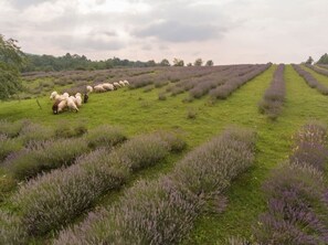 Miscellaneous - Apartment in Rakovica with WIFI (601-3) (Rakovica)