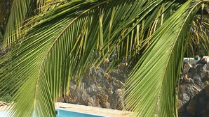 Une piscine entourée de palmiers et bordée d’une falaise rocheuse.