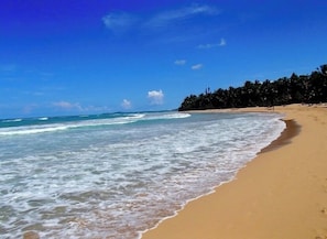 Una playa con agua azul cristalina, una orilla arenosa y una línea de árboles al fondo.