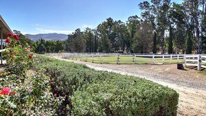 A fenced outdoor area with a gravel path, surrounded by greenery and trees. - Wine Country Ranch Escape - Unplug, live by horses on a real ranch, close to wineries! (Buellton)