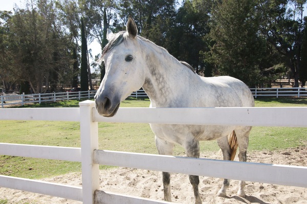 Your new neighbor (sorry, horses for admiring, not riding)
