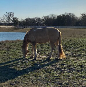 Un cheval broute dans un champ clôturé, avec une étendue d’eau et des arbres en arrière-plan.
