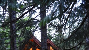 A cabin with large windows, a balcony, and a wooden deck. - Romantic island retreat  surrounded by majestic trees (Shelton)