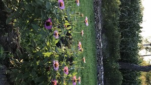 A garden with flowering plants and a stone wall. - monavale hills getaway (Harare Central)