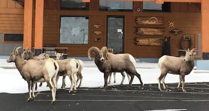 Yellowstone Village Inn and Suites