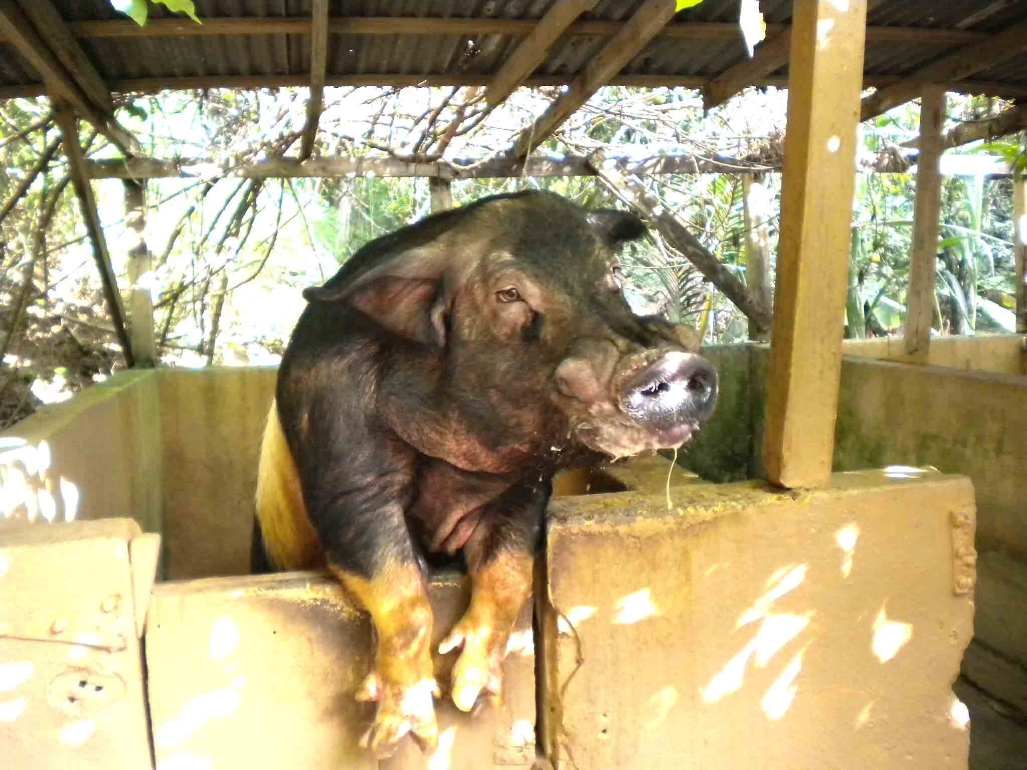 Un cochon dans un enclos en béton, surmonté d’un toit en bois, avec un décor naturel composé de feuillage.