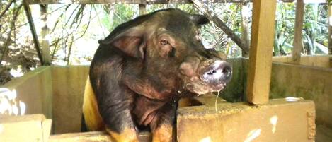 Un cochon dans un enclos en béton, surmonté d’un toit en bois, avec un décor naturel composé de feuillage.