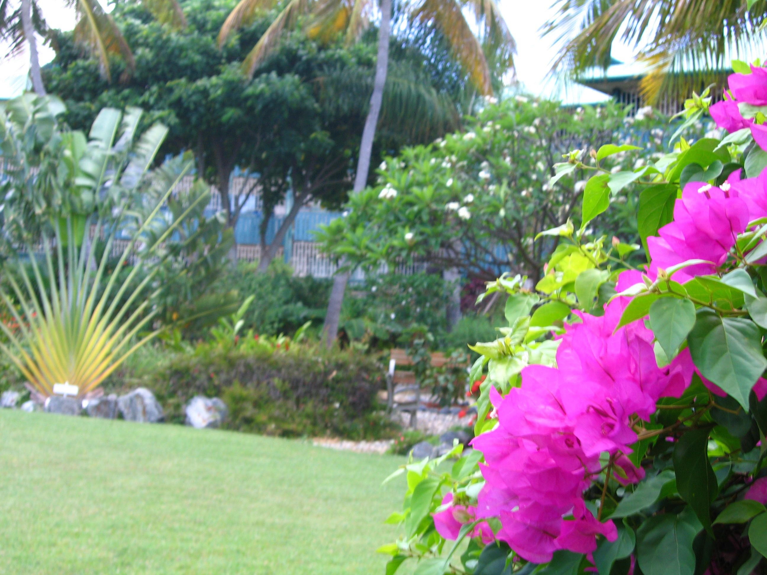 A garden with pink flowers and green foliage.