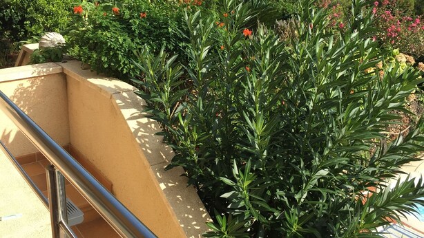 Ein Balkon mit Metallgeländer, der auf einen Garten mit verschiedenen Pflanzen und Blumen, einen Poolbereich und eine Aussicht auf das Meer und ferne Berge blickt.