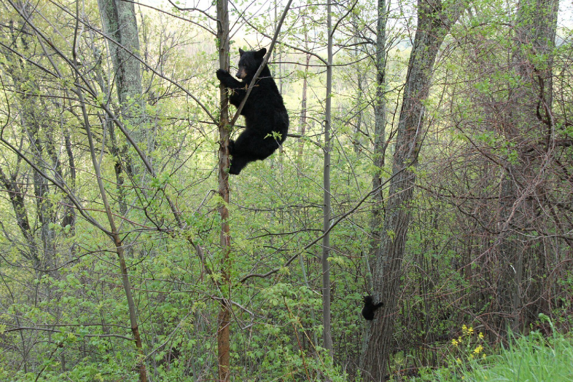 A bear climbing a tree in a forest.