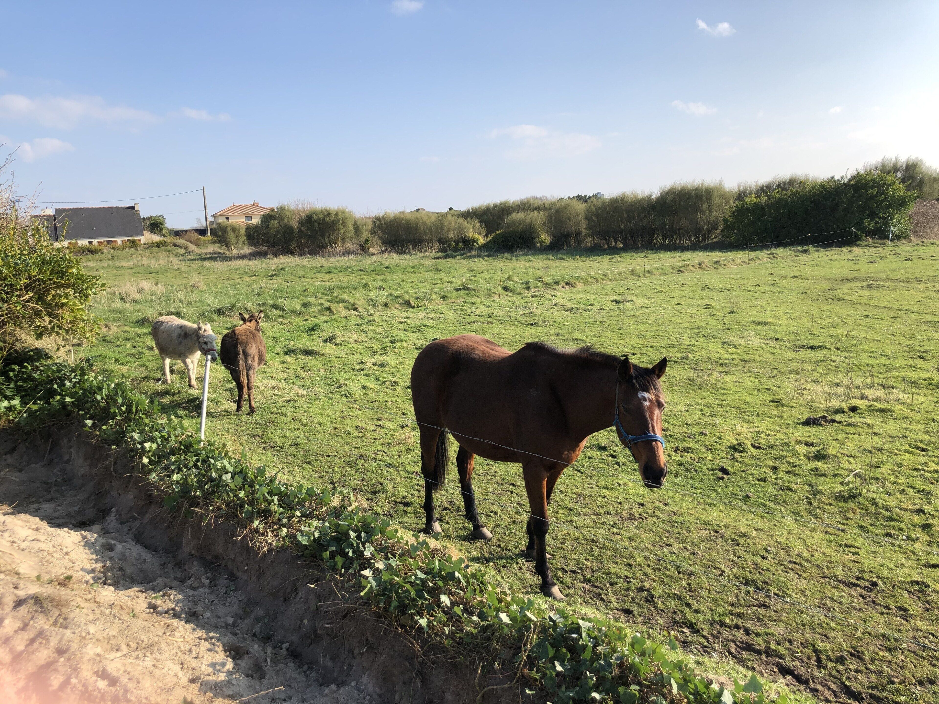 Een grasveld met een paard en een ezel.