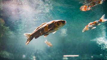 Un acuario con peces nadando en agua cristalina.