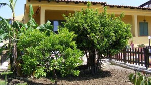 Un bâtiment jaune avec un toit en tuiles, entouré d’une végétation luxuriante et d’une clôture en bois.