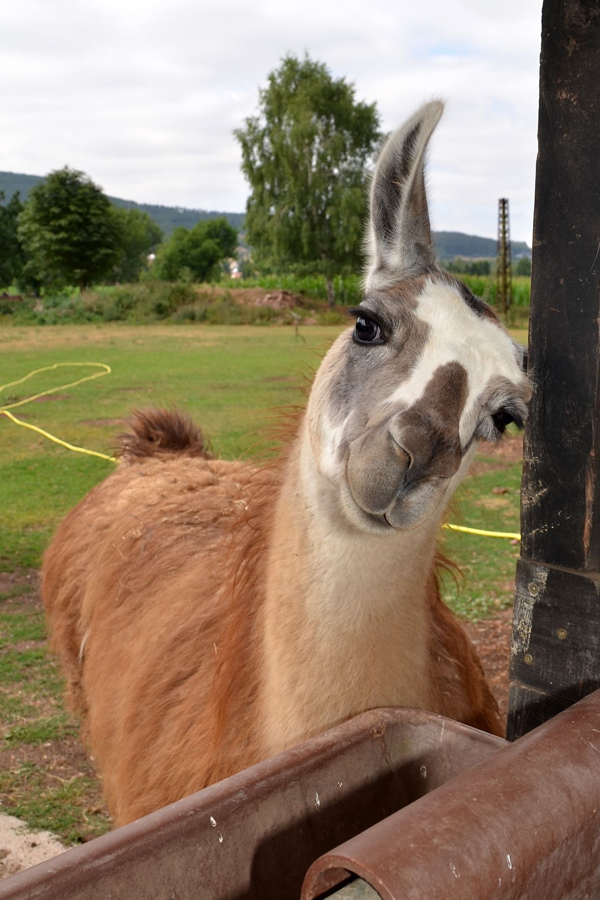 Een lama staat in een open verblijf met een grasveld en bomen op de achtergrond.