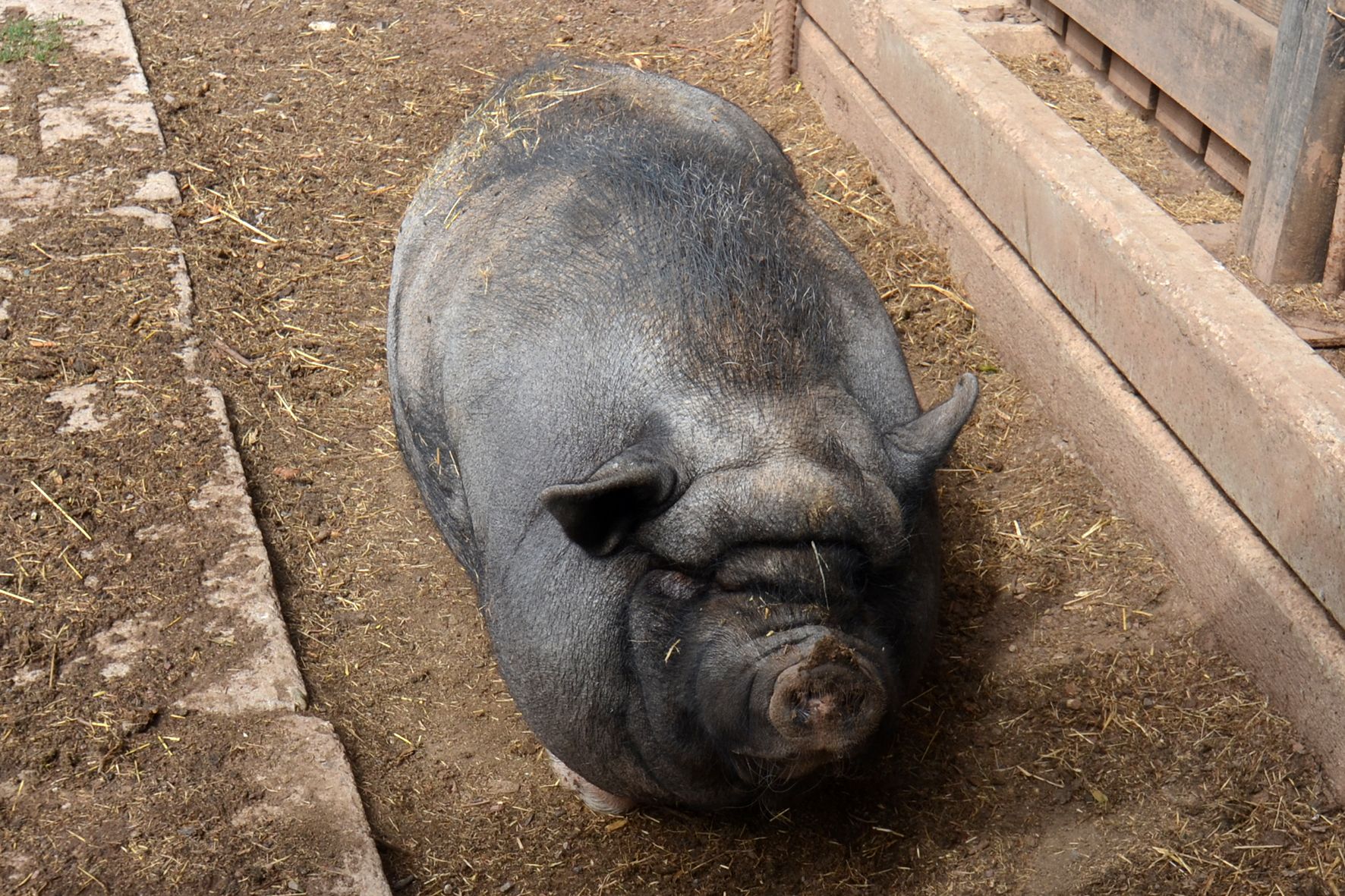 A pig in a pen with a dirt floor and wooden fencing.
