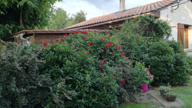 Un jardin à la végétation luxuriante, parsemé de fleurs rouges, avec un toit en tuiles et une petite construction en bois.