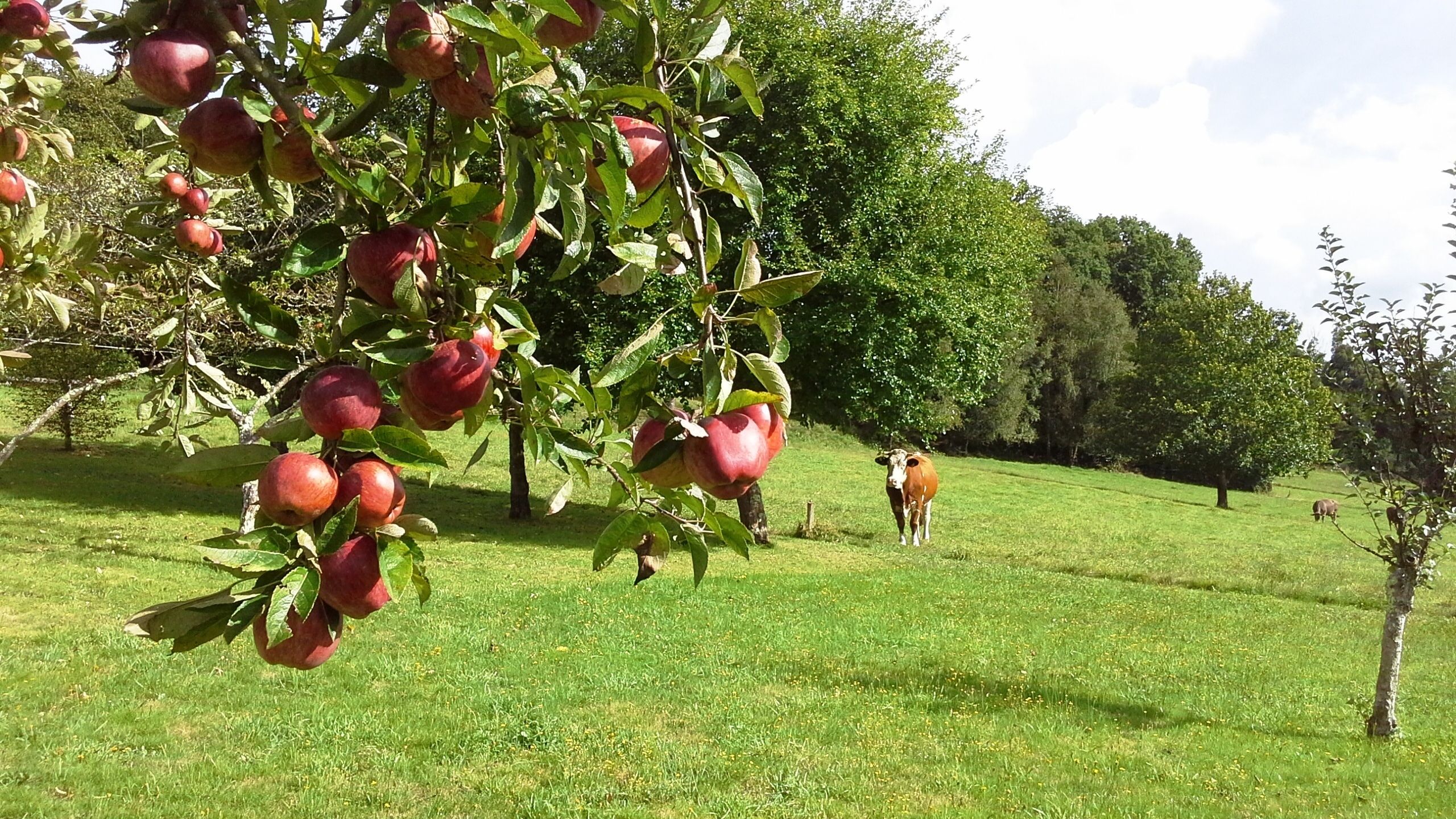 A lush green field with a tree bearing red apples and a cow grazing in the background.