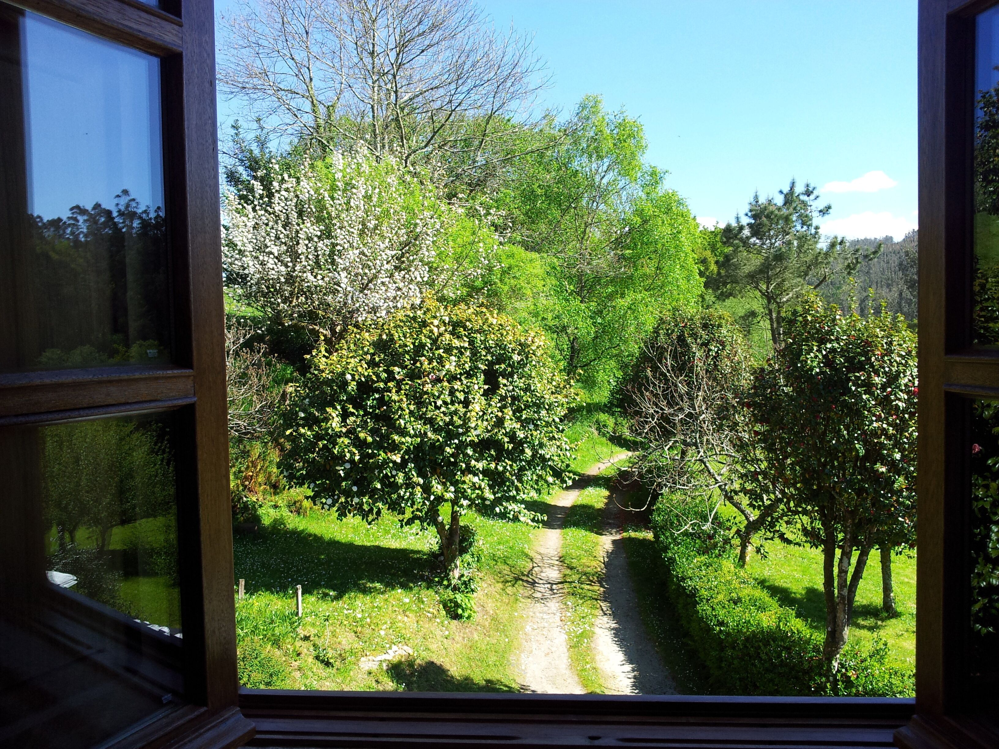 Vista a través de una ventana de un jardín con un sendero, árboles y cielo despejado.