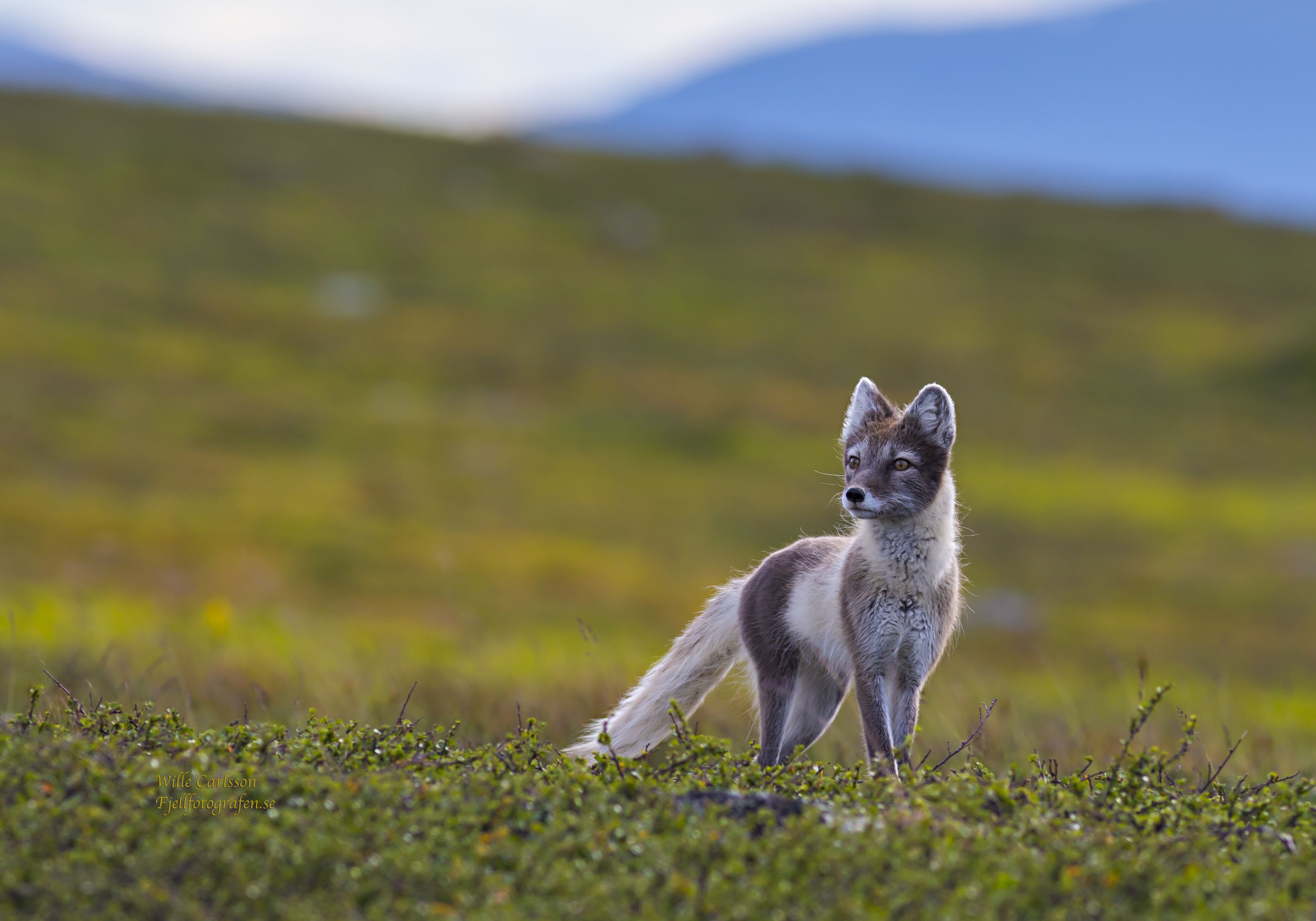 A fox standing on a grassy field with a blurred background of hills.