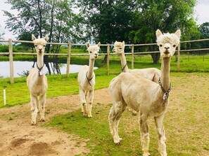 Four alpacas standing in a fenced enclosure with a grassy area and trees in the background.