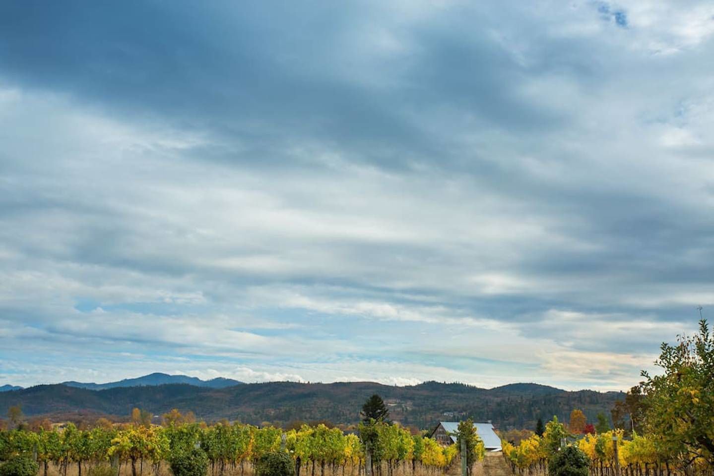 A vineyard with rows of grapevines and a building in the distance.