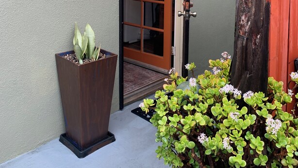 A building entrance with a wooden door, a starfish decoration, and a planter with green plants.