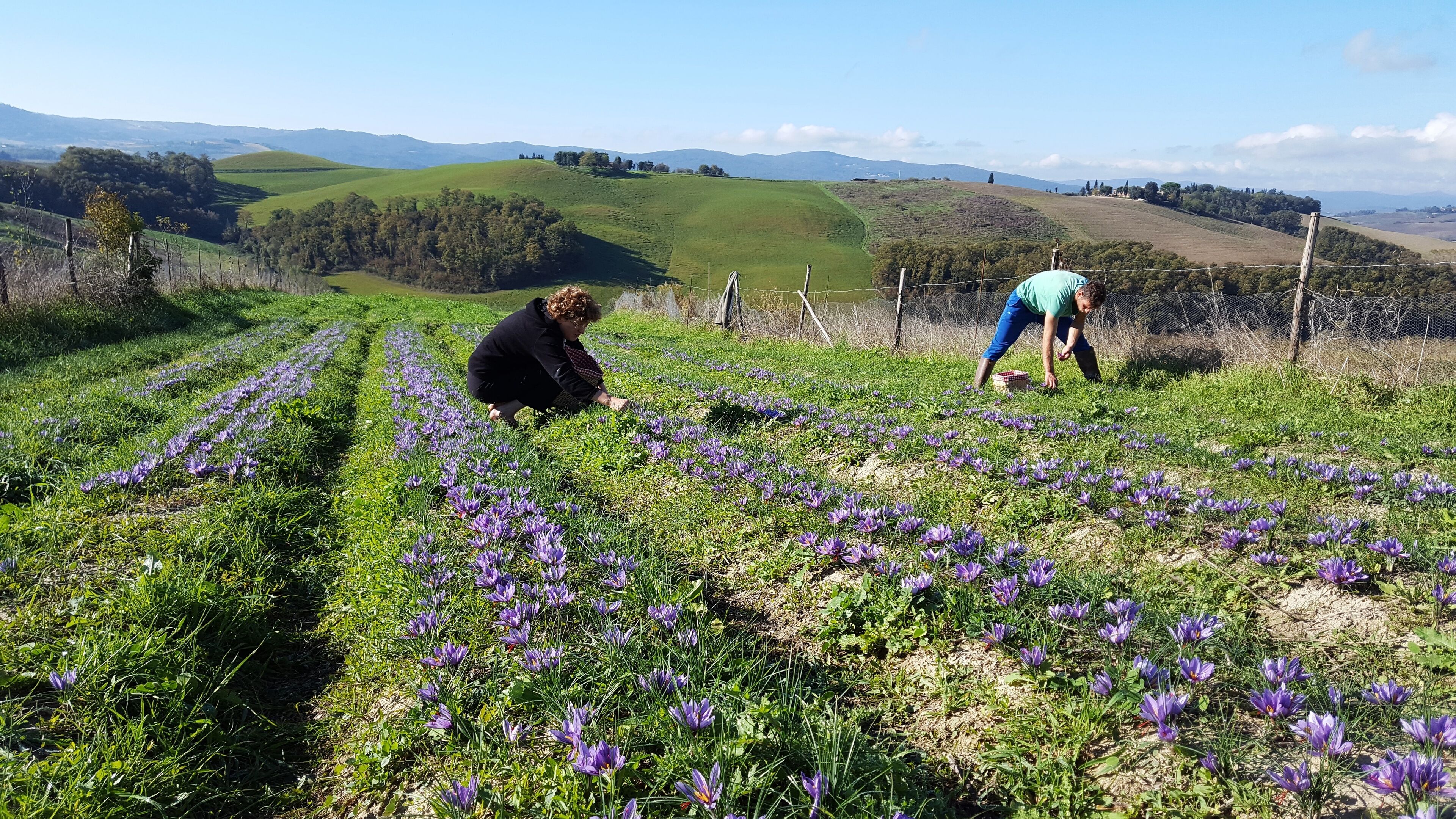 Un campo de flores moradas con dos personas cuidándolas.