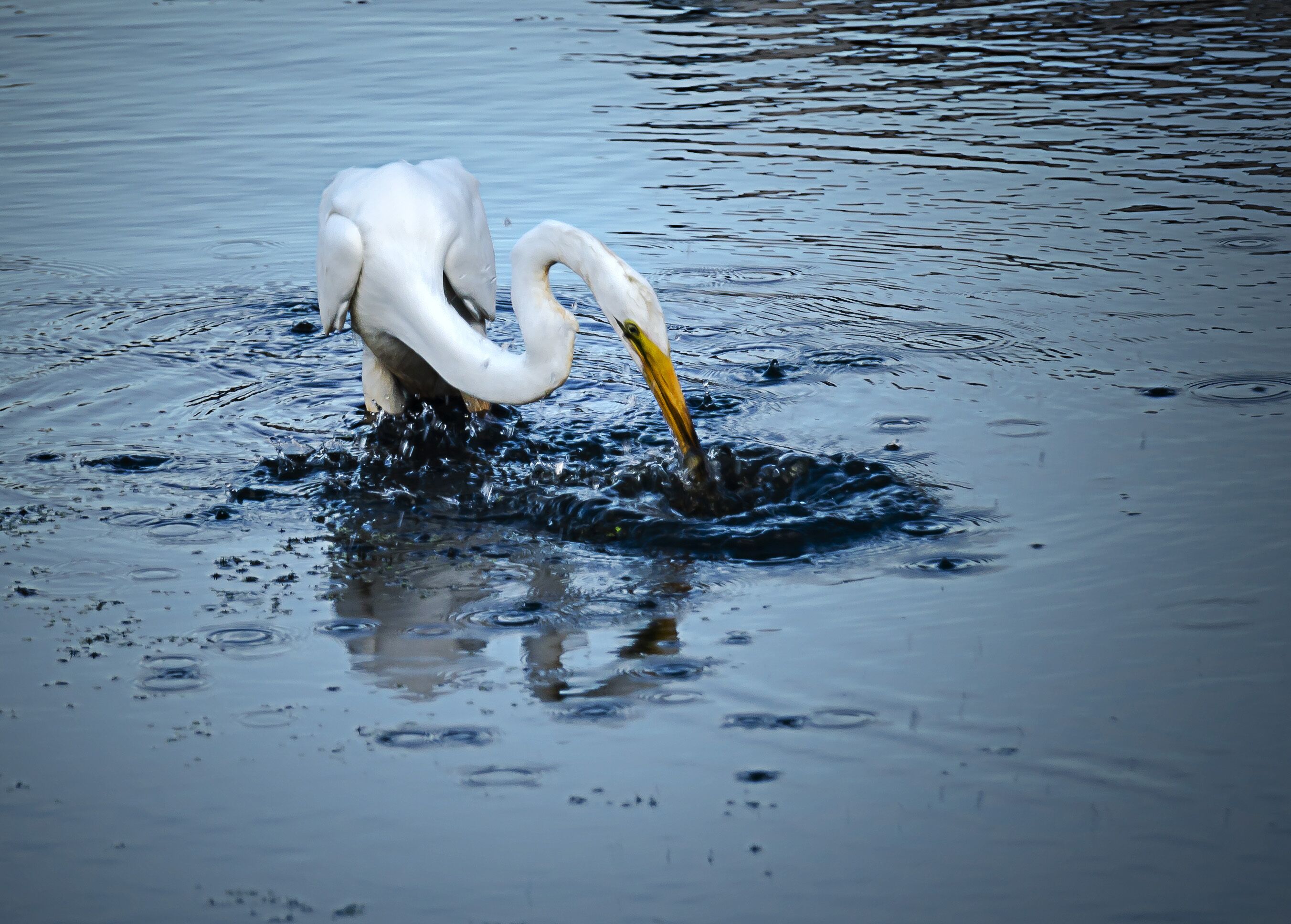 Un oiseau blanc, vraisemblablement un héron, se tient dans l’eau, le bec plongé.