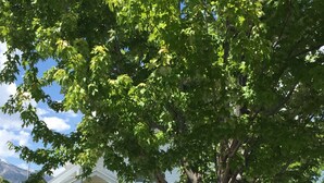 Ein weißes Haus mit der Nummer 303 an der Tür, einer Veranda und einem Baum davor.