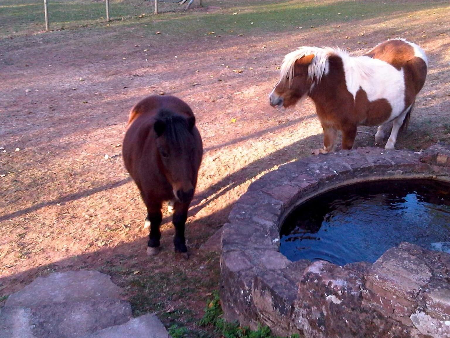 Two horses near a water trough in an outdoor setting.