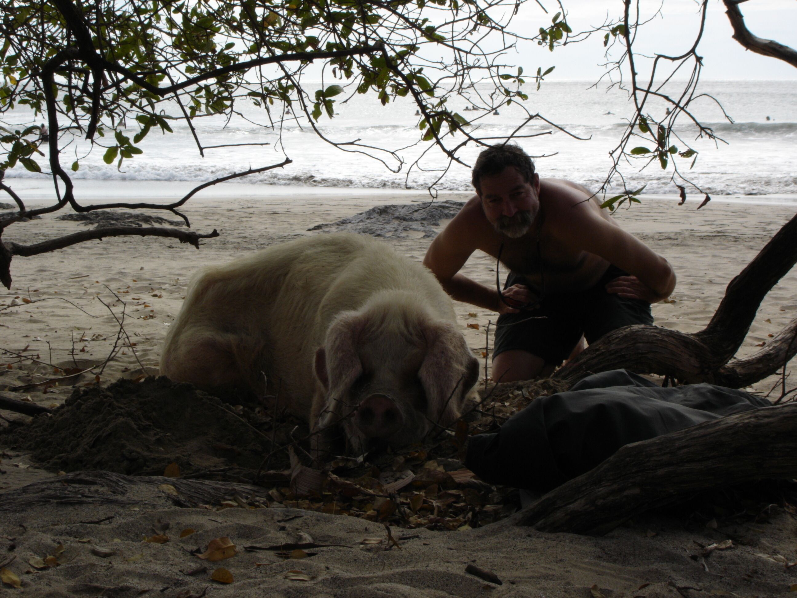 A sandy beach with a dog and a person.