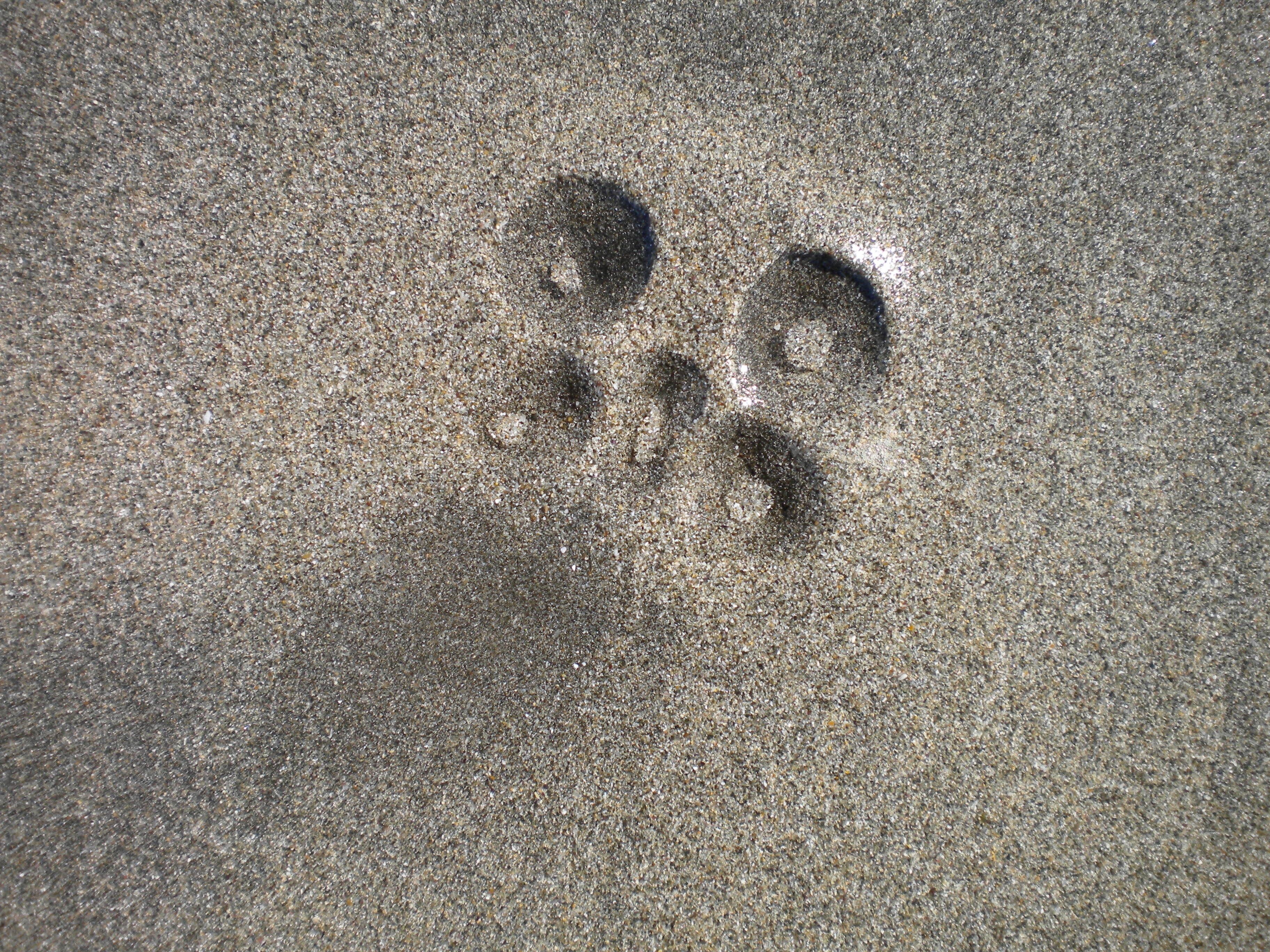 A close-up of a sandy surface with three distinct footprints.