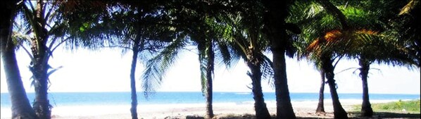 Ein Strand mit Palmen und dem Meer im Hintergrund.
