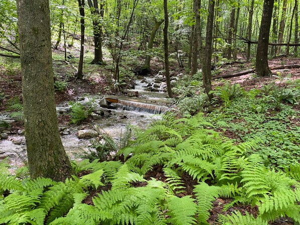 Un arroyo en un bosque rodeado de helechos y árboles.