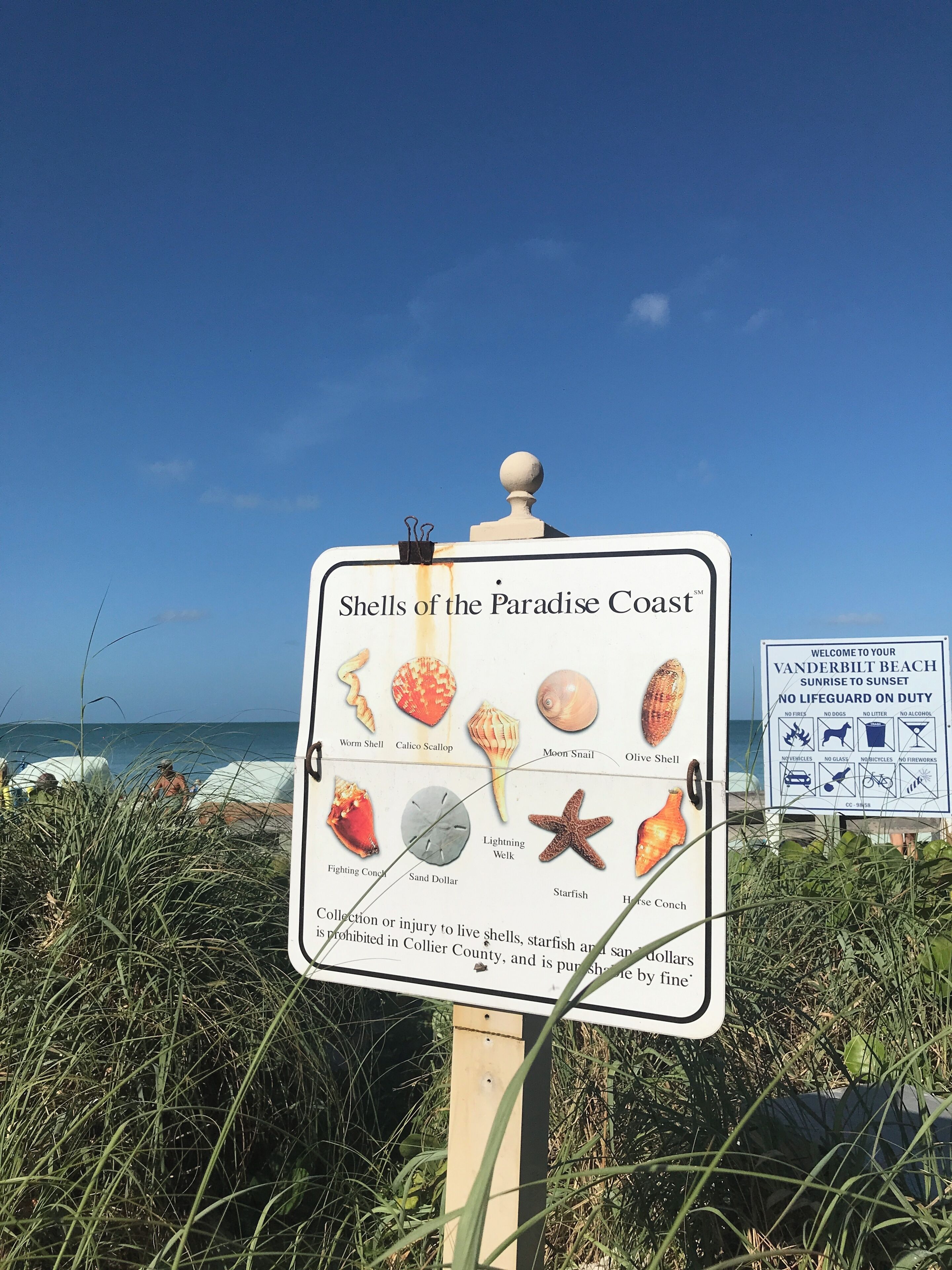 A beach sign with various shells and a warning sign about beach rules.