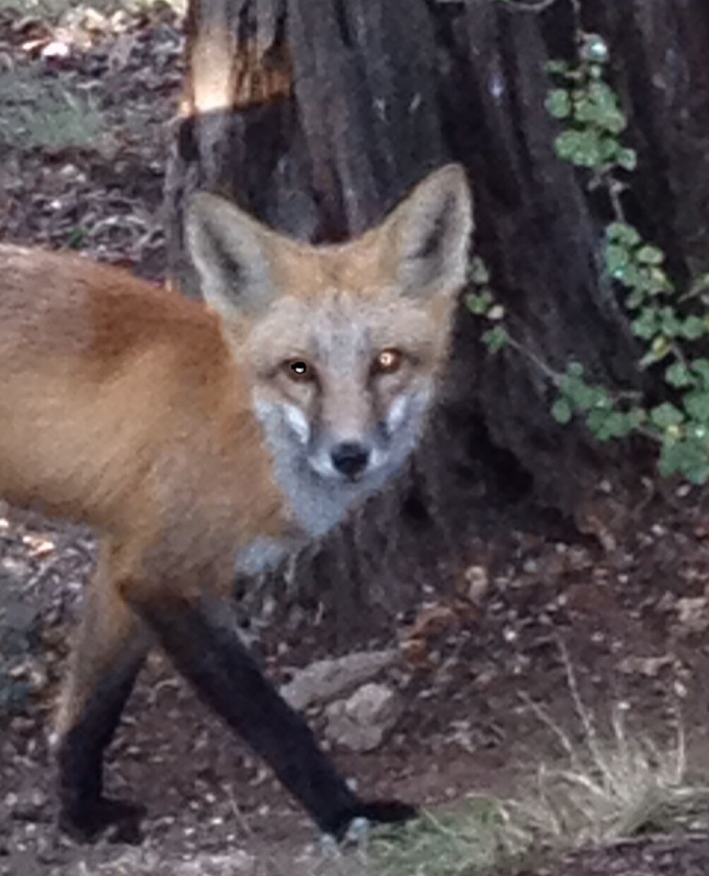 Neighborhood visitor.