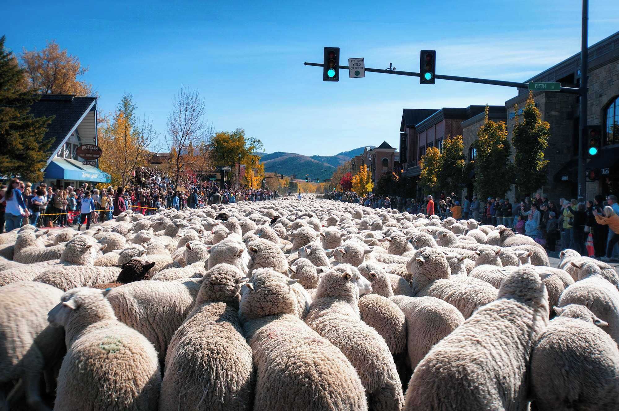 A street filled with sheep, with a crowd of people watching.
