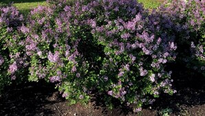 Una casa de dos pisos con un balcón, rodeada de un jardín con flores moradas.