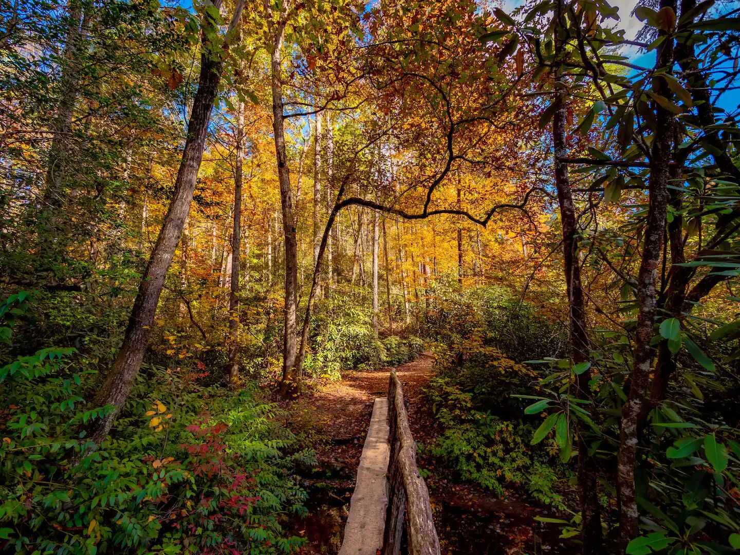 Un sendero en un bosque rodeado de árboles con follaje otoñal.