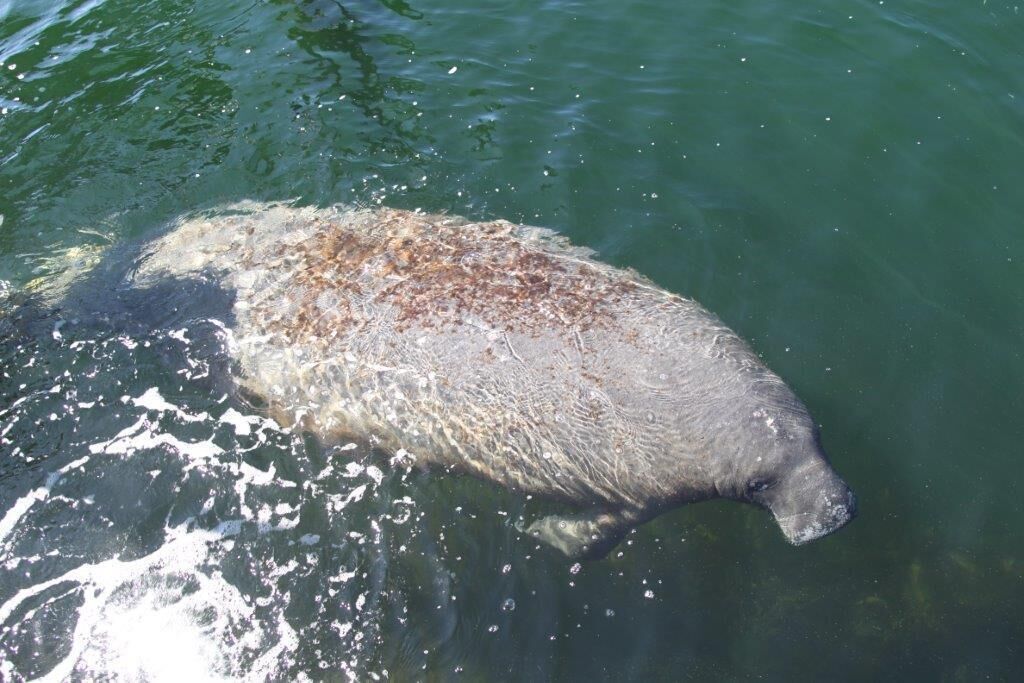 A large mammal swimming in clear water.