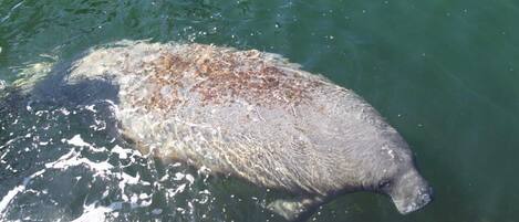 A large mammal swimming in clear water.