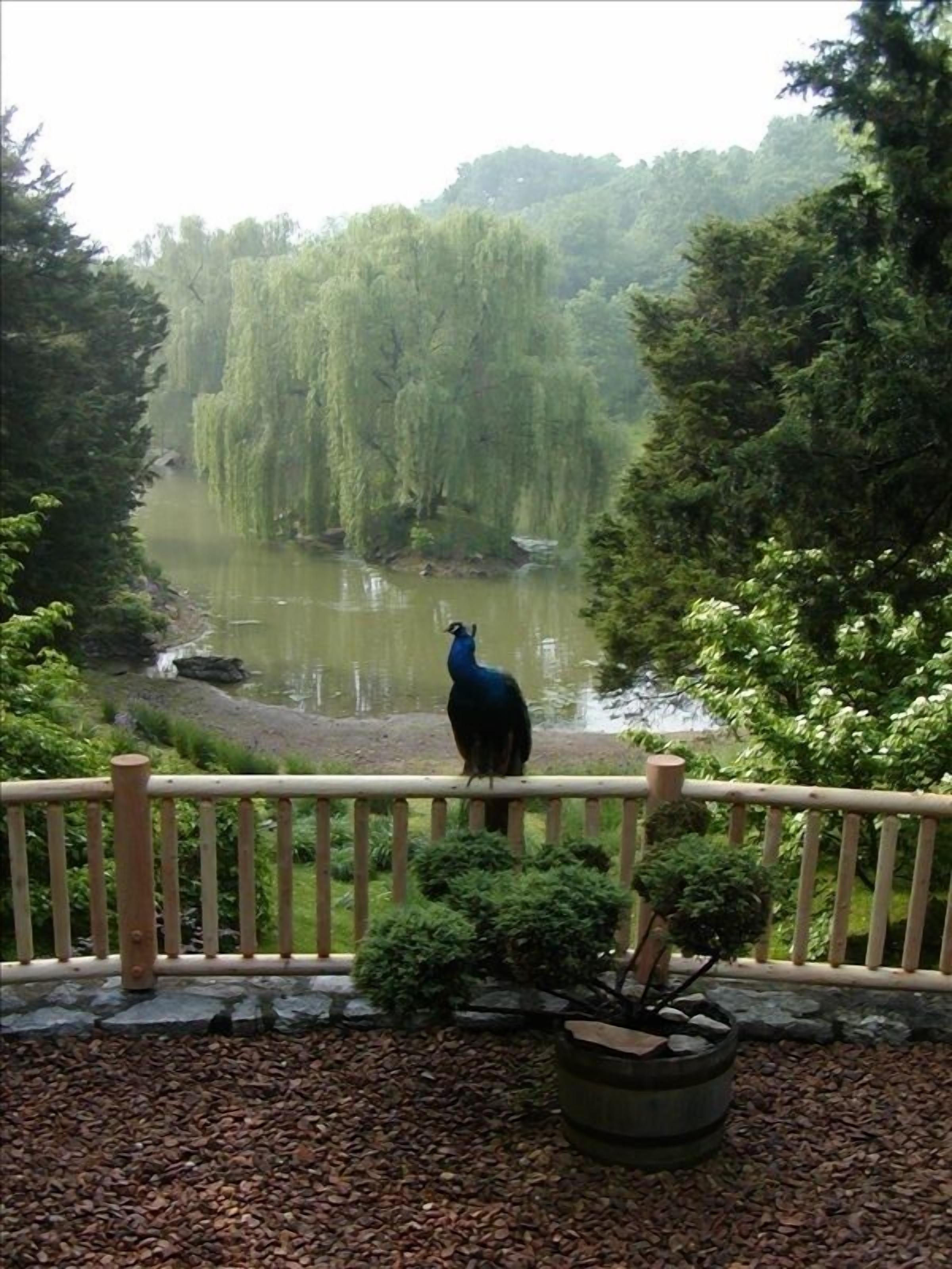 100 Acres-Wildlife Galore! Convenient to Nashville & Opryland