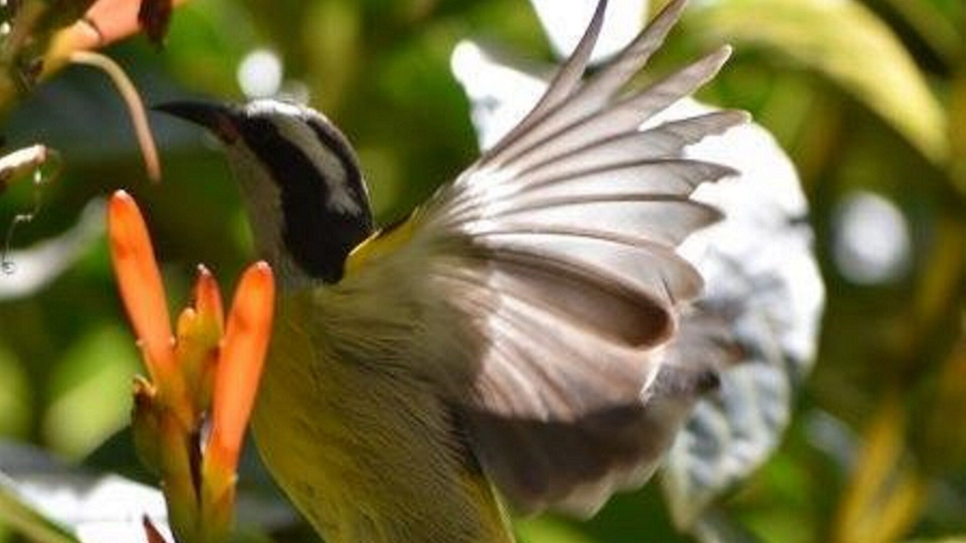Un pájaro de cabeza negra y cuerpo amarillo posado sobre una planta.